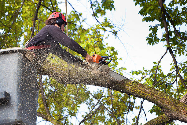 Residential Tree Removal